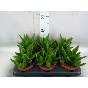 Aloe perfoliata