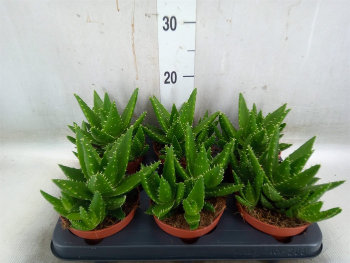 <h4>Aloe perfoliata</h4>
