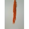 GESTABILISEERD AMARANTHUS (H) APRICOT