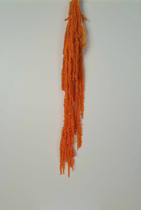 GESTABILISEERD AMARANTHUS (H) DONKERGEEL