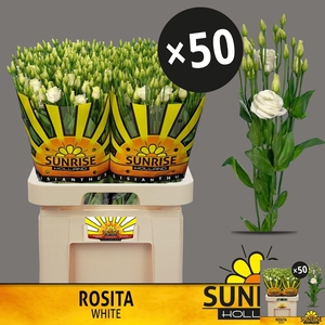 EUS G ROSI WHITE