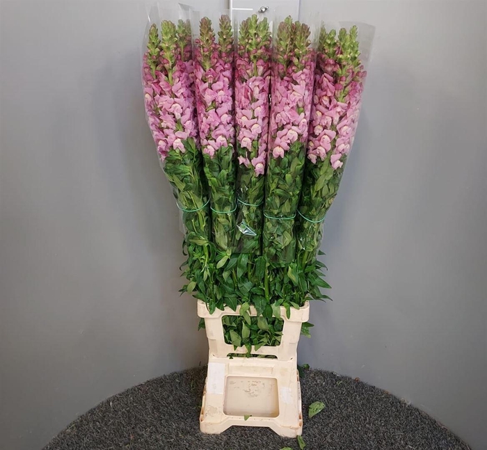 <h4>Antir Antibes Lavendel</h4>