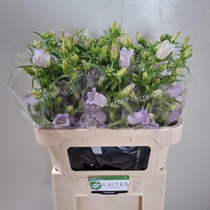 <h4>CAMP M CHAMPION LAVE</h4>