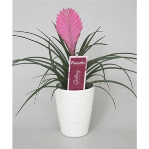 Tillandsia cyanea 'Anita' in wit ribbel keramiek