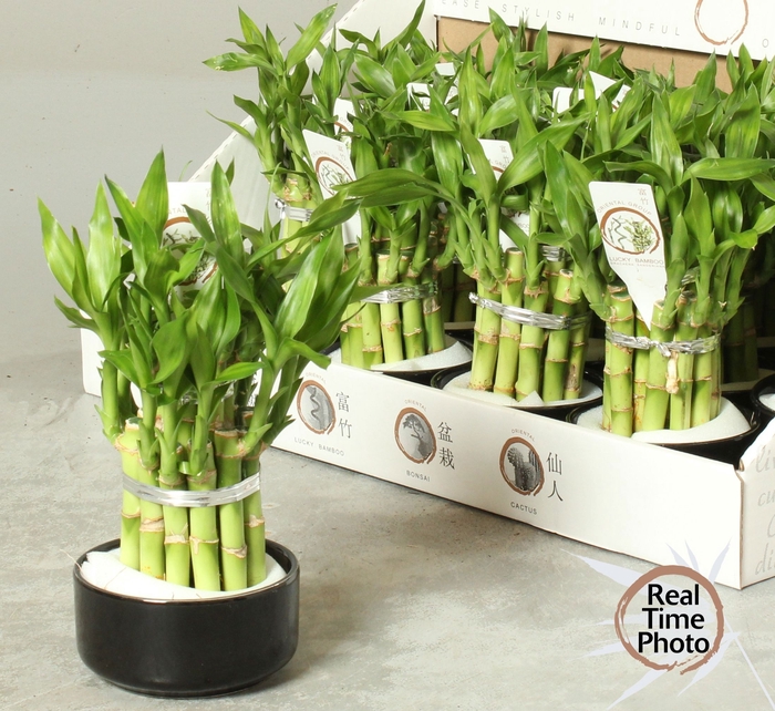 <h4>DRA LUCKY BAMBOO</h4>