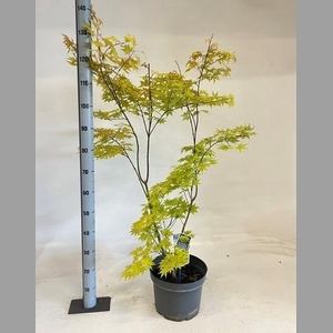 ACER PA SUMMER GOLD