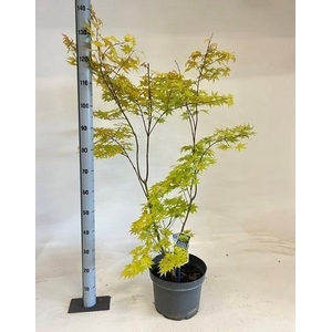ACER PA SUMMER GOLD