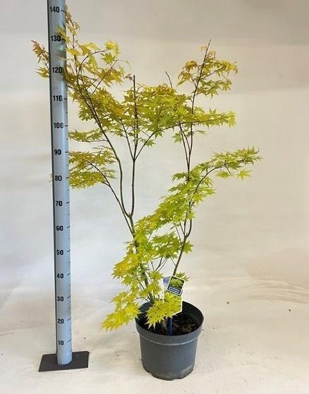 <h4>ACER PA SUMMER GOLD</h4>