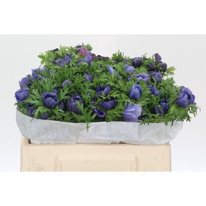 Anemone Levante Blue