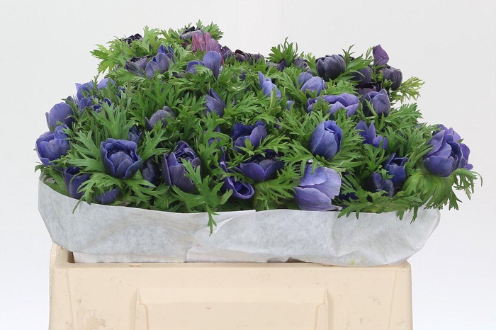 <h4>Anemone Levante Blue</h4>