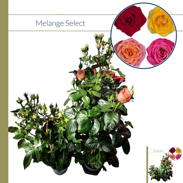 <h4>ROSA FL SELECT GEM</h4>