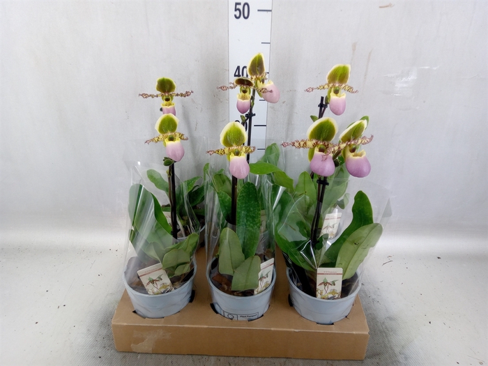 <h4>Paphiopedilum multiflower   ...mix</h4>