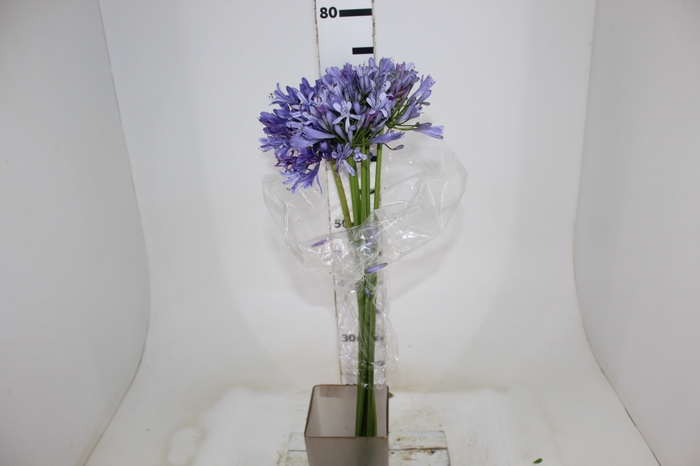 <h4>AGAPANTHUS LILAS</h4>