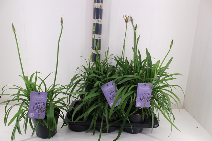 arr8 Agapa Summ Love Blue