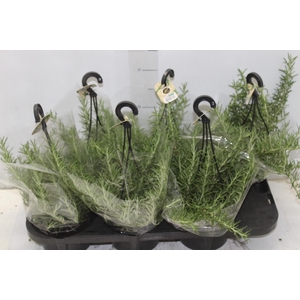 ALECRIM C13 PENDENTE