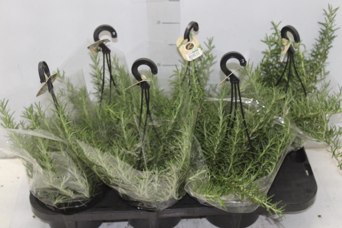 <h4>ALECRIM C13 PENDENTE</h4>