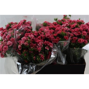 Dianthus barb Doblino Pink