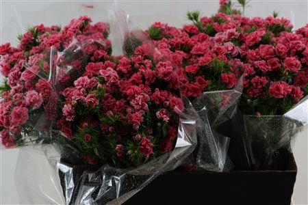 <h4>Dianthus barb Doblino Pink</h4>