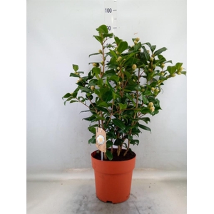 Camellia japonica 'Brushfield Yell'