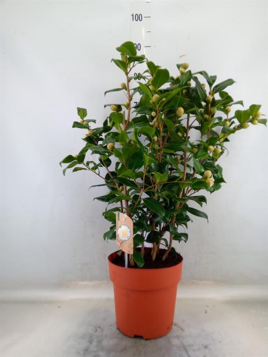 <h4>Camellia japonica 'Brushfield Yell'</h4>
