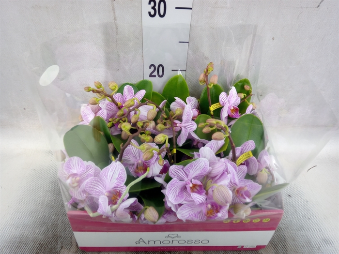 <h4>Phalaenopsis multi.   ...rose</h4>