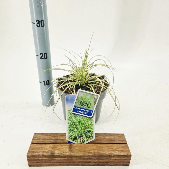 <h4>Carex oshimensis</h4>