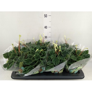 Peperomia caperata 'Lilian'