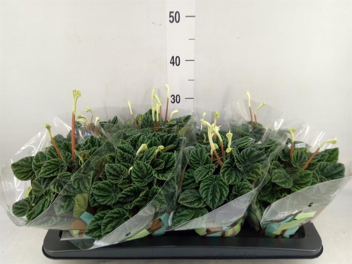 <h4>Peperomia caperata 'Lilian'</h4>
