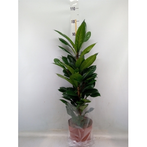 Ficus cyathistipula