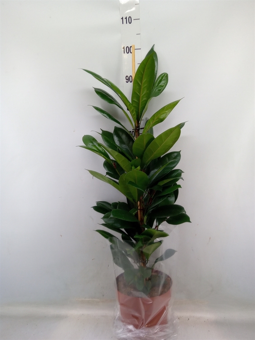 <h4>Ficus cyathistipula</h4>