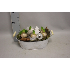 Arrangement Kerst Hyacint Zink ovaal wit XL