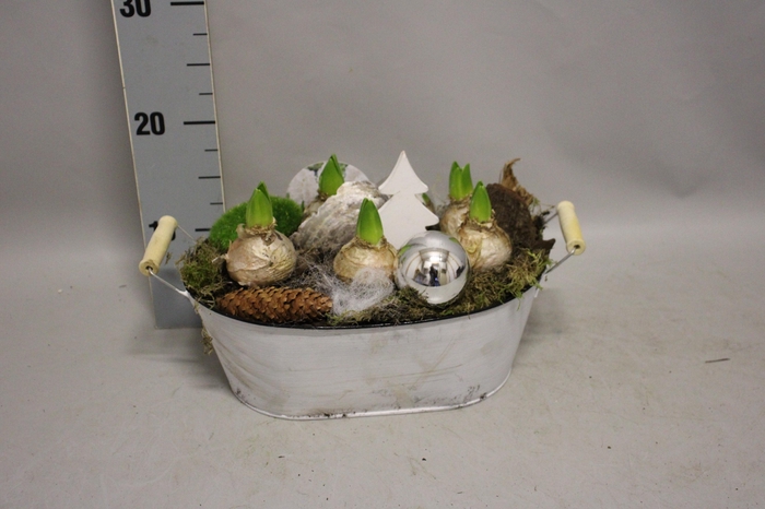 <h4>Arrangement Kerst Hyacint Zink ovaal wit XL</h4>
