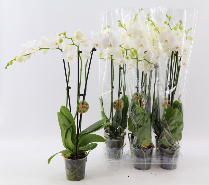 <h4>PHAL OV WIT</h4>