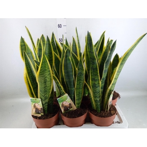 Sansevieria trifa. 'Laurentii'