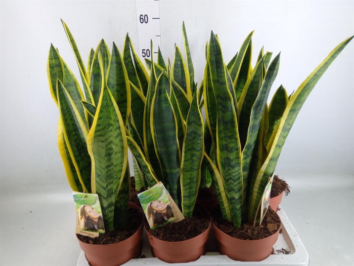 <h4>Sansevieria trifa. 'Laurentii'</h4>