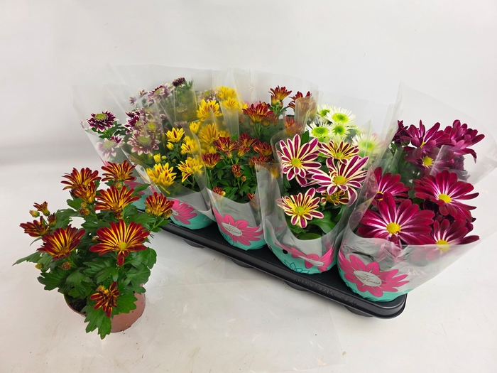 <h4>CHRYS GEM 6 KL</h4>