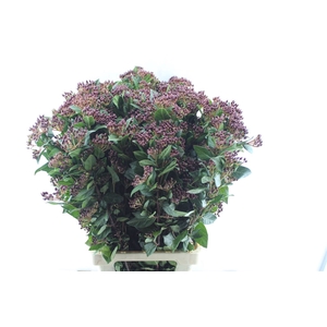 Viburnum Berries Xxl