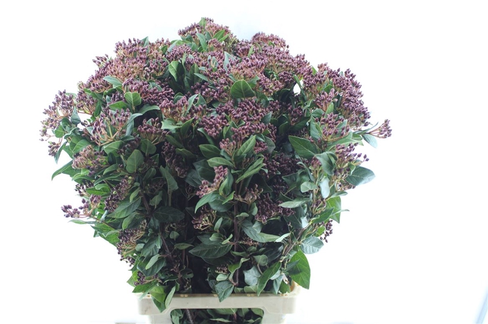 <h4>Viburnum Berries Xxl</h4>