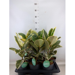 Ficus elastica 'Tineke'