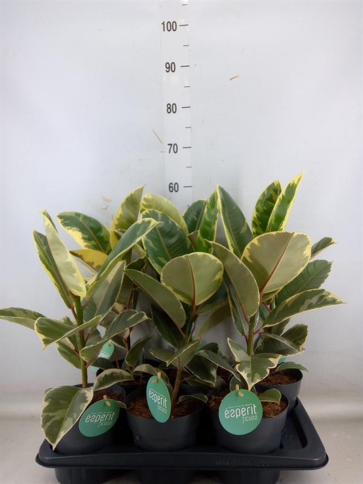 <h4>Ficus elastica 'Tineke'</h4>