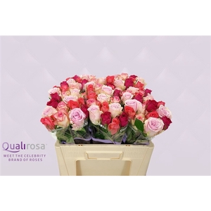 R Gr Mix Pink Panther