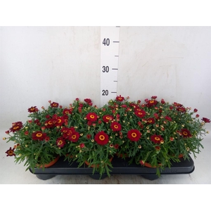 Argyranthemum  'Percussion Red'
