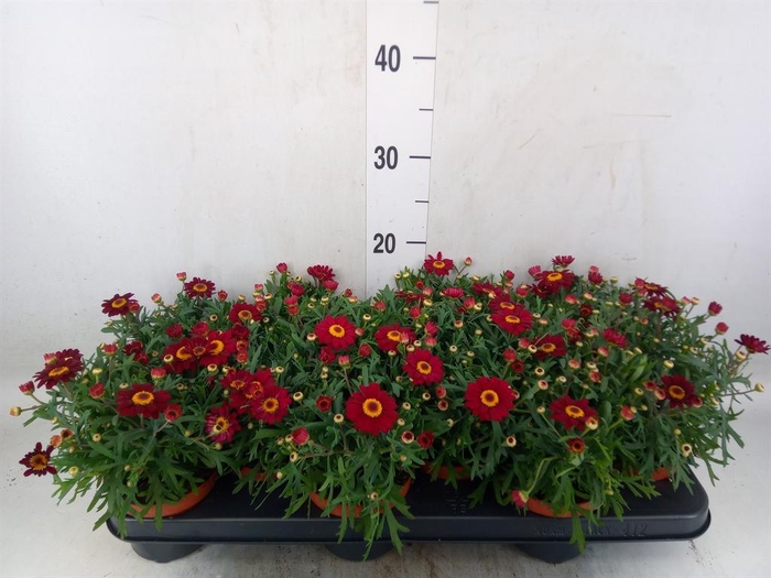 <h4>Argyranthemum  'Percussion Red'</h4>