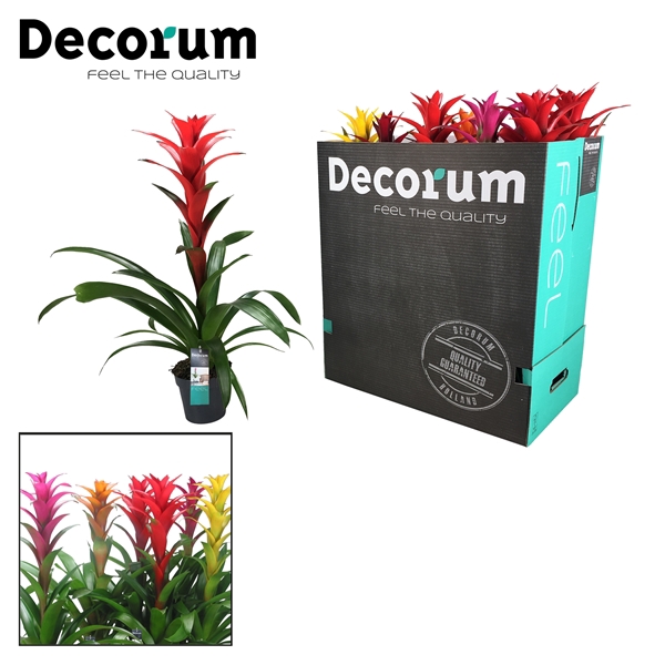 <h4>Guzmania Maxima mix XXL (Decorum)</h4>