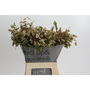 Chasmanthium Green