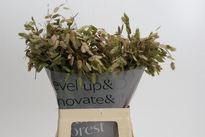 <h4>Chasmanthium Green</h4>