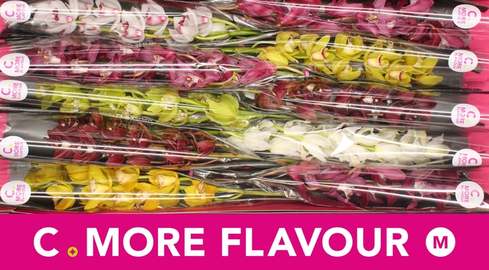 <h4>CYMB MI GEM</h4>