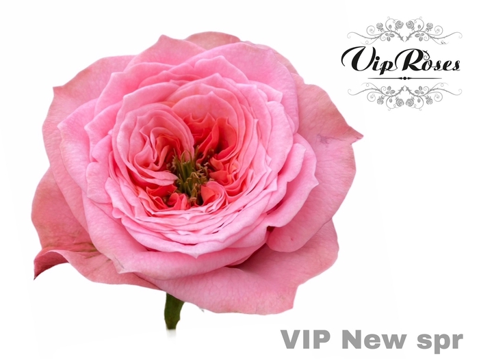 R GR VIP NEW SPR