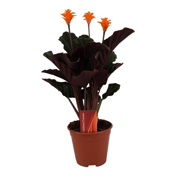 <h4>Calathea crocata 3/4 bl basic</h4>