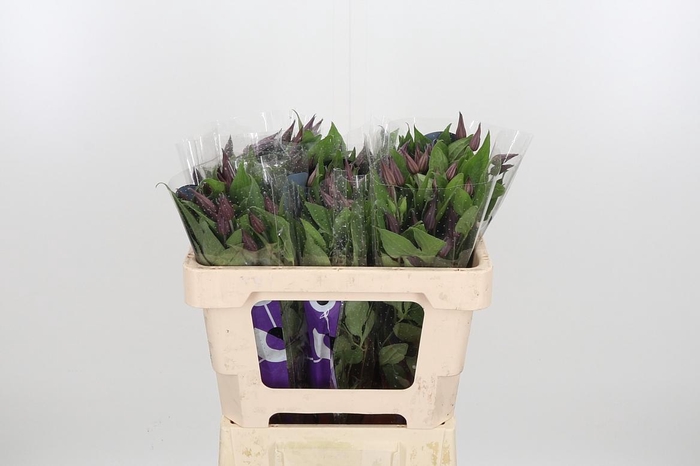 <h4>Clem Di Bl Pirouette</h4>